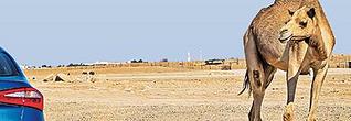 click for enlarge 443 X 153 199.1 Kb picture