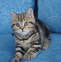 click for enlarge 1060 X 1076 156.7 Kb picture