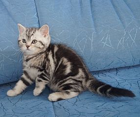 click for enlarge 1370 X 1147 244.2 Kb picture