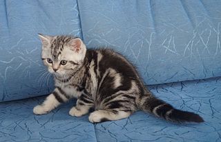 click for enlarge 1605 X 1040 261.4 Kb picture