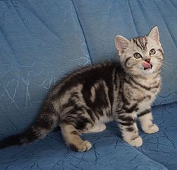 click for enlarge 1216 X 1161 226.0 Kb picture