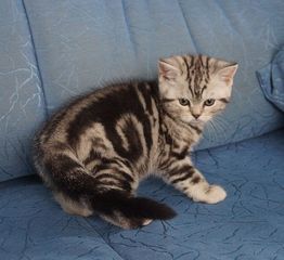 click for enlarge 1047 X 959 162.8 Kb picture