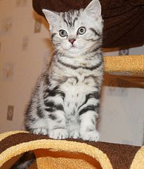 click for enlarge 1083 X 1266 227.4 Kb picture