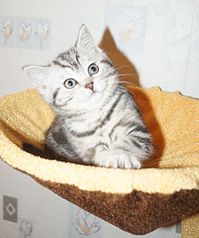 click for enlarge 1865 X 2240 426.5 Kb picture