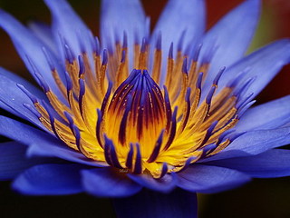 click for enlarge 500 X 375 54.6 Kb picture