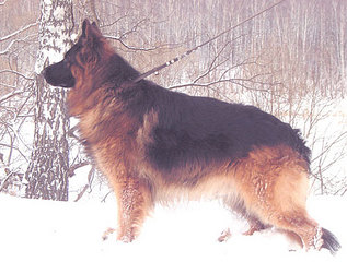 click for enlarge 500 X 378 48.3 Kb picture