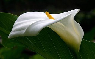 click for enlarge 604 X 377 26.6 Kb picture