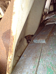 click for enlarge 1536 X 2048 852.6 Kb picture