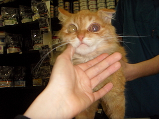 click for enlarge 1920 X 1440 142.2 Kb picture