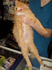 click for enlarge 1920 X 2560 293.6 Kb picture