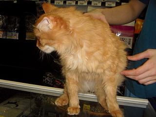 click for enlarge 1920 X 1440 172.3 Kb picture