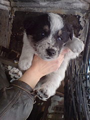 click for enlarge 1536 X 2048 836.7 Kb picture