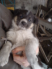 click for enlarge 1536 X 2048 834.4 Kb picture