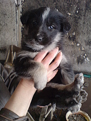 click for enlarge 1536 X 2048 833.3 Kb picture