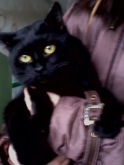 click for enlarge 1200 X 1600 239.6 Kb picture