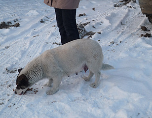 click for enlarge 800 X 623 143.4 Kb picture