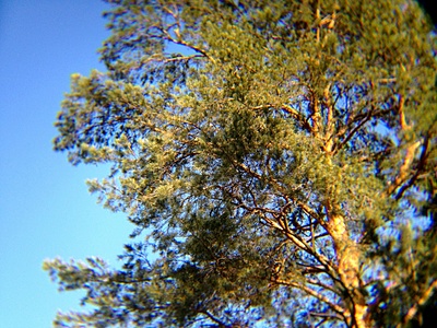 click for enlarge 1920 X 1440 331.8 Kb picture