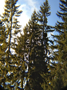 click for enlarge 1536 X 2048 980.7 Kb picture