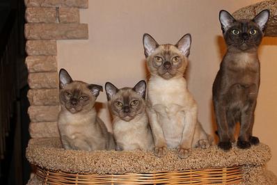 click for enlarge 1282 X 855 149.1 Kb picture