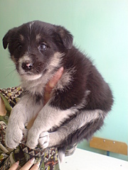 click for enlarge 1536 X 2048 884.6 Kb picture