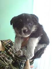 click for enlarge 1536 X 2048 788.1 Kb picture