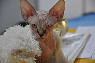 click for enlarge 1920 X 1275 116.5 Kb picture