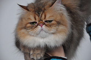 click for enlarge 1920 X 1275 158.9 Kb picture