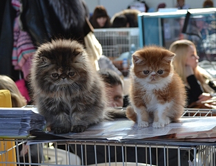 click for enlarge 1920 X 1471 181.0 Kb picture