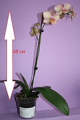 click for enlarge 878 X 1316 237.5 Kb picture