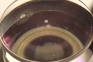 click for enlarge 1920 X 1280 87.1 Kb picture