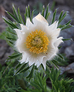 click for enlarge 600 X 746 84.8 Kb picture