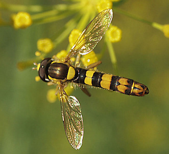 click for enlarge 700 X 634 80.7 Kb picture