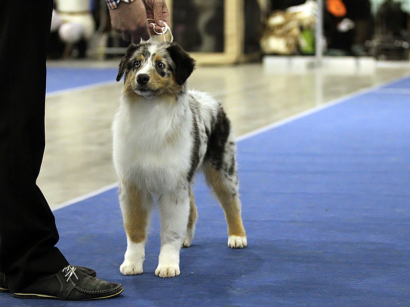 click for enlarge 800 X 601 406.5 Kb picture