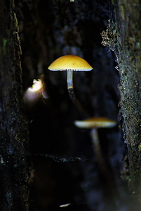 click for enlarge 641 X 954 271.6 Kb picture
