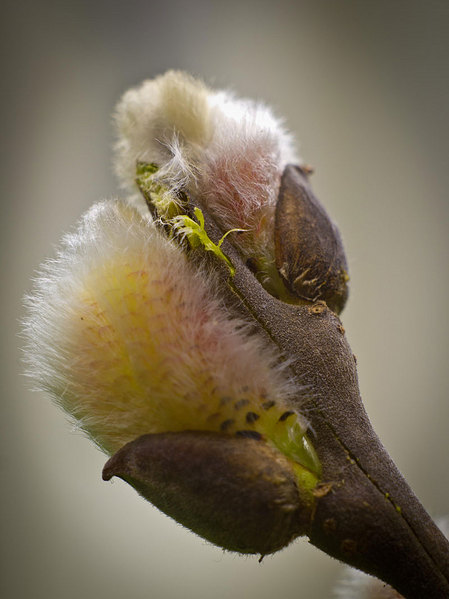 click for enlarge 800 X 1067 91.7 Kb picture