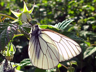 click for enlarge 800 X 600 116.1 Kb picture