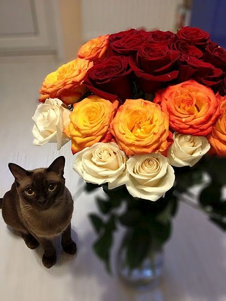click for enlarge 600 X 800  58.2 Kb picture