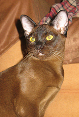 click for enlarge 1205 X 1795 251.1 Kb picture