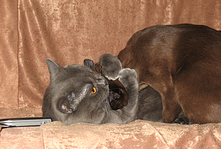 click for enlarge 1795 X 1205 288.2 Kb picture