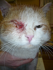 click for enlarge 1536 X 2048 274.1 Kb picture