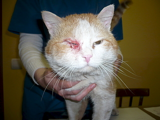 click for enlarge 1920 X 1440 133.0 Kb picture