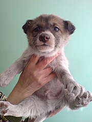 click for enlarge 1536 X 2048 814.7 Kb picture