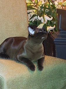 click for enlarge 600 X 800 245.6 Kb picture