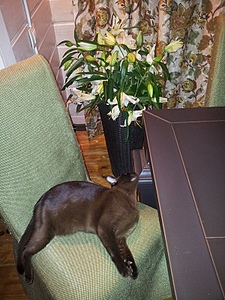 click for enlarge 600 X 800 254.3 Kb picture