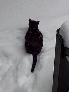 click for enlarge 600 X 800 106.7 Kb picture