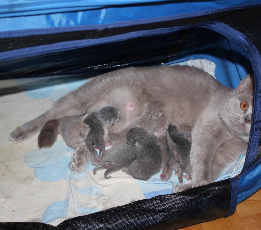 Как узнать что кошка рожает. Новорожденные британские котята. Британский котёнок новорождённый. Новорожденные котята британцы. Новорожденные котята серые.