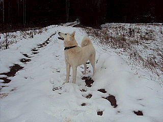 click for enlarge 640 X 480  50.1 Kb picture