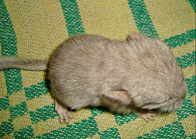 click for enlarge 1861 X 1324 889.4 Kb picture