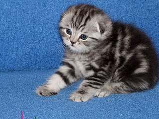 click for enlarge 1920 X 1440 317.1 Kb picture