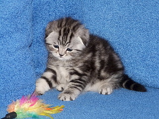 click for enlarge 1920 X 1440 453.6 Kb picture